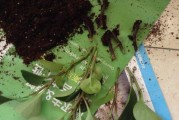 烂根的最佳处理方法——保护植物健康的关键（全面解析烂根的成因）