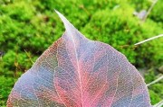 红米手机特写拍照模糊如何解决？提高照片清晰度的方法有哪些？