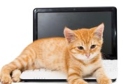 笔记本电脑猫咪保护壳怎么拆？拆卸步骤是什么？