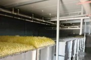 大型豆芽机怎么发豆芽？大型豆芽机发豆芽原理是什么？