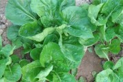草木灰清洗油烟机效果好吗？正确使用方法是什么？