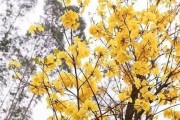 电脑启动时发出拉锯声是哪里出问题了？如何诊断？