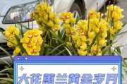 简述大花蕙兰的花语是什么意思？