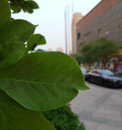 如何轻松虚化照片背景（用虚化技术让主题更突出，照片更有层次感）