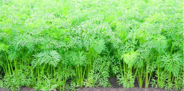 胡萝卜种植技巧大全（提高产量的关键是掌握这些技巧）