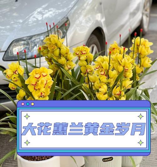 简述大花蕙兰的花语是什么意思？