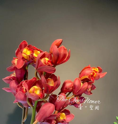简述大花蕙兰的花语是什么意思？