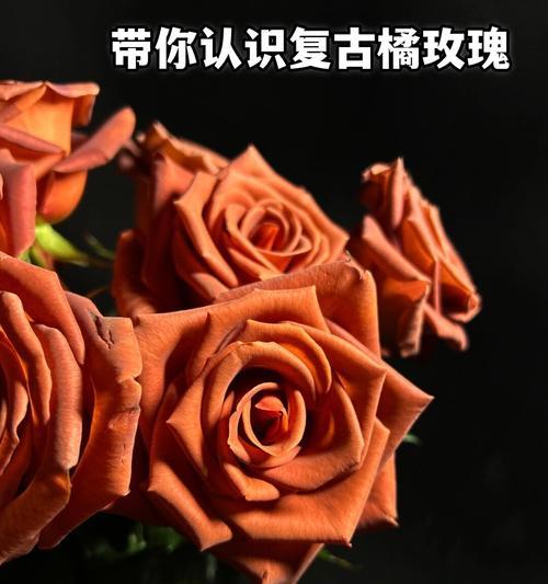 15朵玫瑰的花语是什么？它代表了哪些情感？