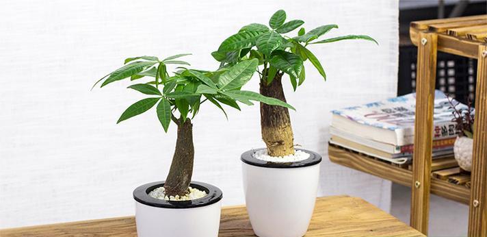苹果11手机保护壳发财树款式有哪些？