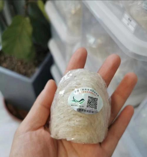 如何用手机拍出清晰的燕窝照片？