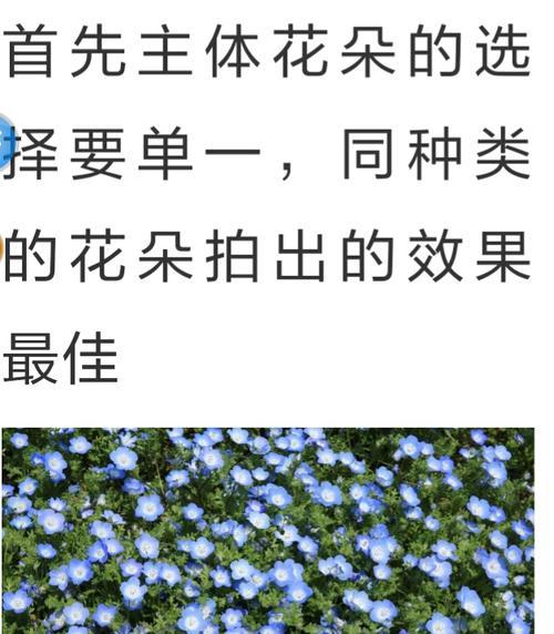 红米手机特写拍照模糊如何解决？提高照片清晰度的方法有哪些？