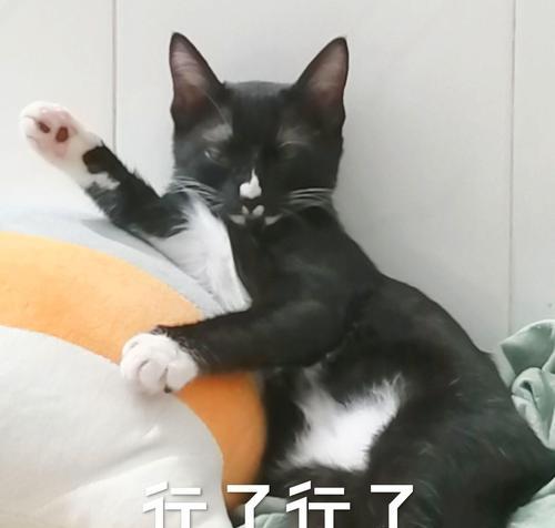 电脑被猫乱碰声音大怎么解决？如何防止宠物干扰电脑操作？