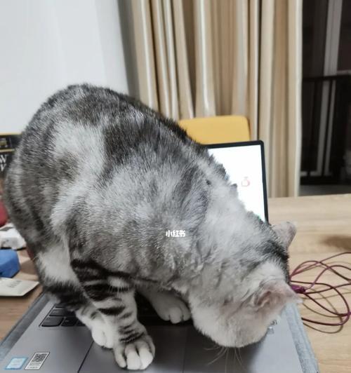 电脑被猫乱碰声音大怎么解决？如何防止宠物干扰电脑操作？