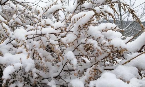 雪天使用苹果手机拍照技巧是什么？如何拍出清晰的雪景照片？
