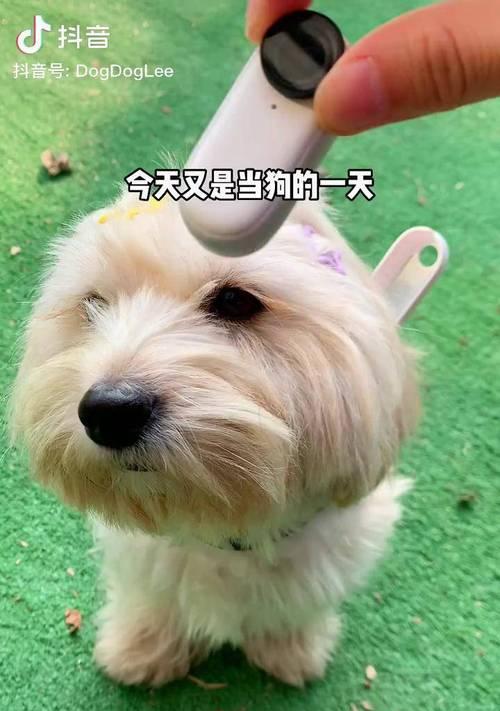 狗闻手机摄像头是否会导致其死亡？
